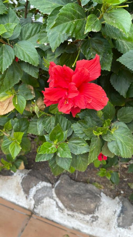 圣米格尔德阿沃纳Casa Helen 2 Tenerife Sur公寓 外观 照片